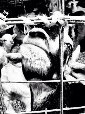 blackandwhite at Mexico City by Adriana