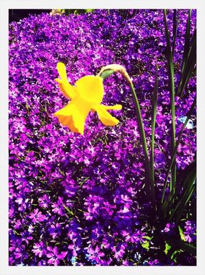 spring flowers in Eastbourne by Tom Bourdon