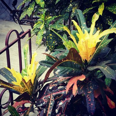 Green by Mausumi Sarkar