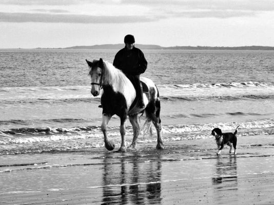 Dog Walking at Bettystown, Ireland by Bobbbyb