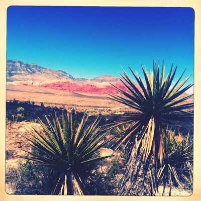 Desert Life at Red Rock Canyon Natural Park by binks702