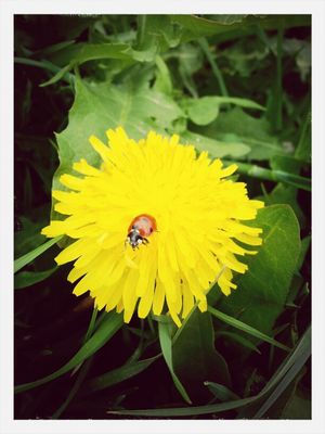 Ladybug in Bremerhaven by Uwelishess