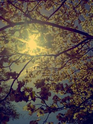 sun_collection by Carmela