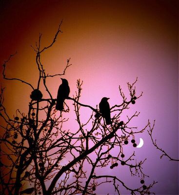 two of a kind by Christophe Friedli