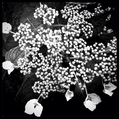 blackandwhite at My back yard by kathleen quan