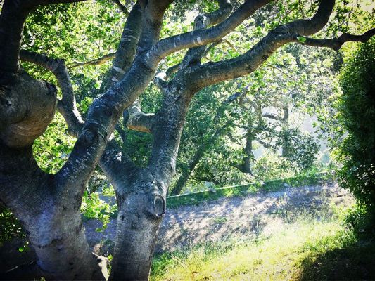 Trees at Carmel CA by Koduckgirl