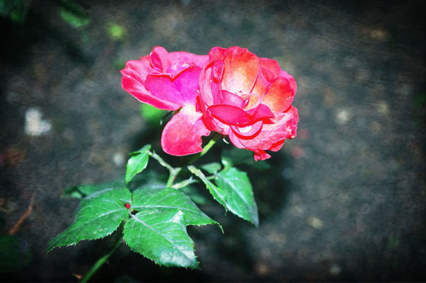 flowers at Leyton, London by Sue