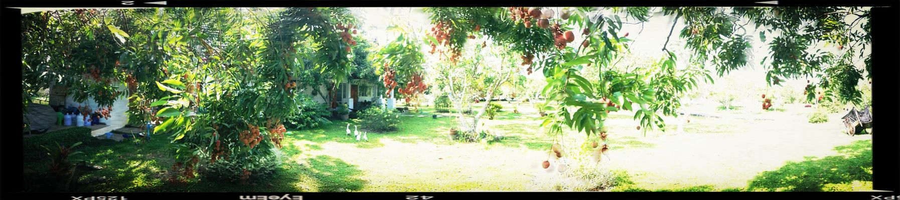 Thai fruite at my Home Sweet Home by JOYchawankorn