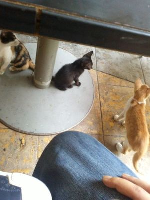cat in Manila by junetrinidad