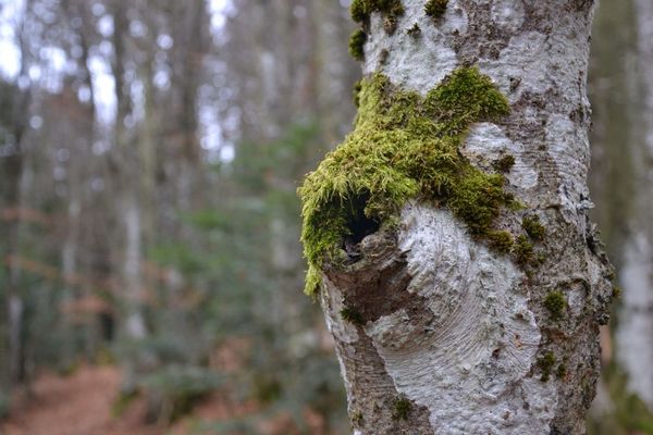 Nature by liloutecc
