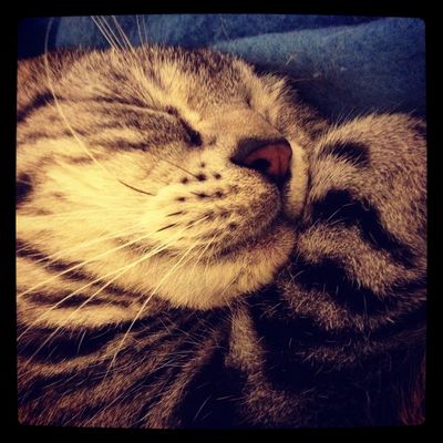 cat by Rafi Chiu