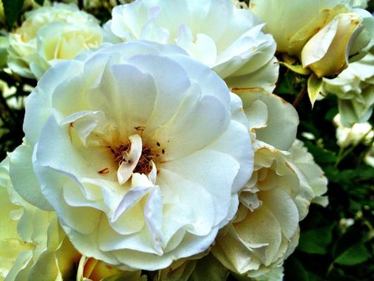 flowers at Starbucks by Gary