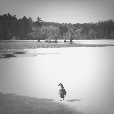 blackandwhite by Cruzz