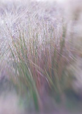 lensbaby by Lynne