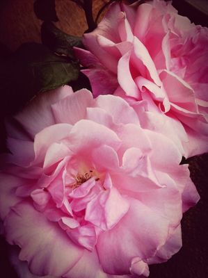 roses by poyonTMK
