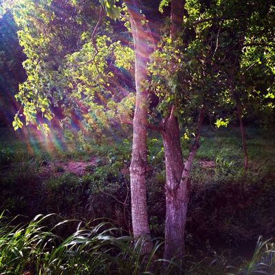 landscape by tripler4