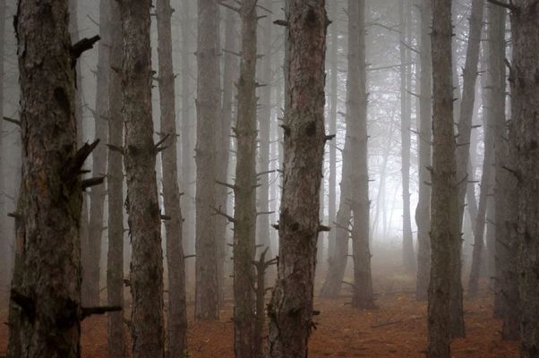 Nature by Geburg