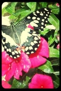 flowers by SLEMAN