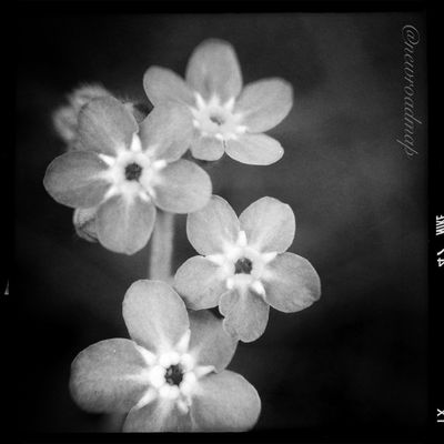 simplicity by newroadmap