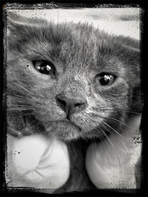 cat by Andra