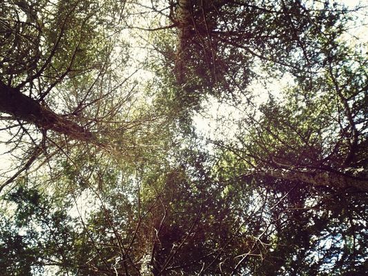 Trees by MnDy