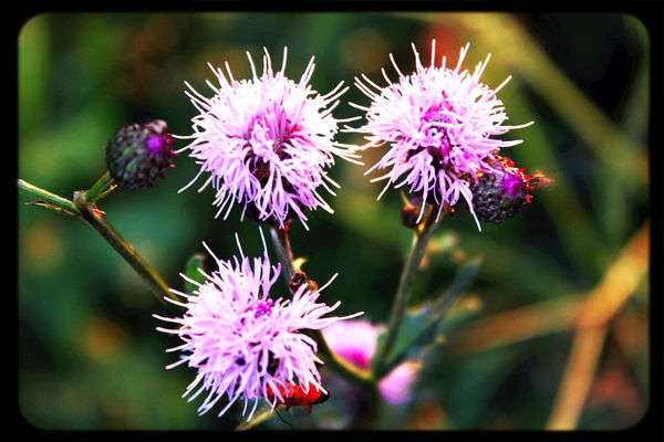 flowers at Mörrumsån by emmamasch