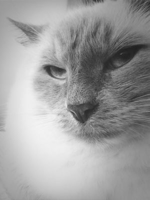 #cat by carolina