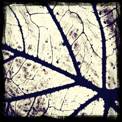 blackandwhite at Mahoney's Garden Center by Beccafo