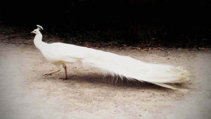 bird by Kika