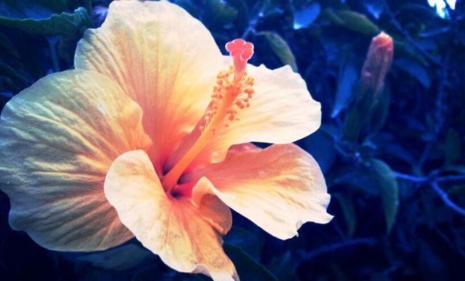 Nature in Bangalore by mOhit