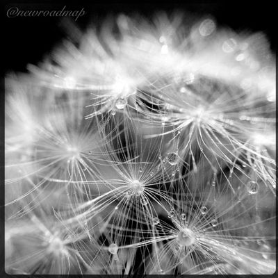 monochrome by newroadmap
