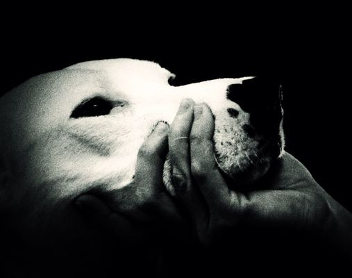Dogs at The Netherlands. by Bill