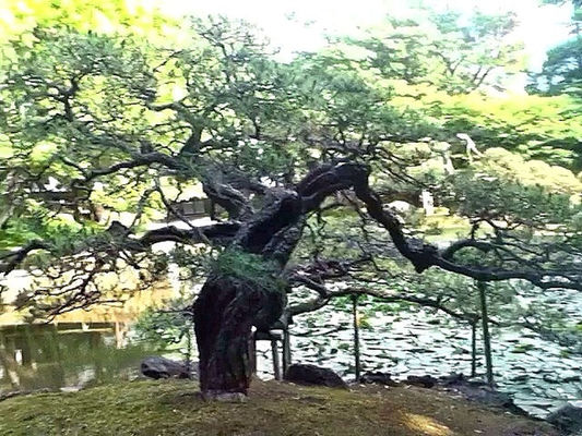 garden at Korakuen by @naka1978