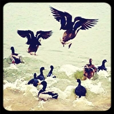 feeding ducks at Lakeside Park by Danielle Reid