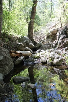 water_collection at Mount Lemon National Park by Rick Hutton