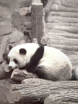 animals at Pandas @ Zoo de beauval by Vanessa Bergeon
