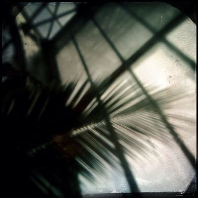 Jardin des plantes  in Paris by Nettie (Lumilyon) Edwards