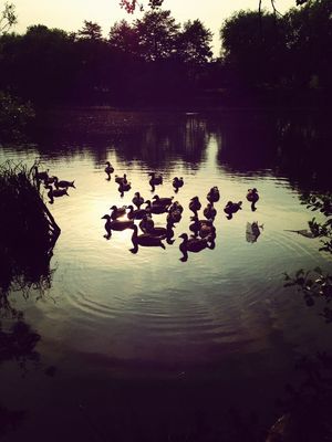 ducks at South Weald by Sean Cleary
