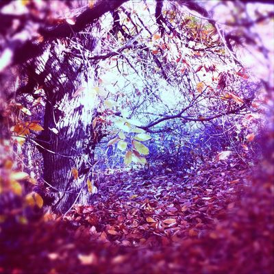 Trees by gugu