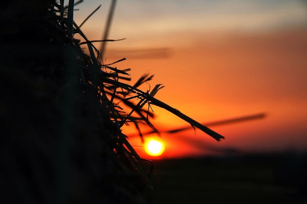 Nature at Busseto by isablu