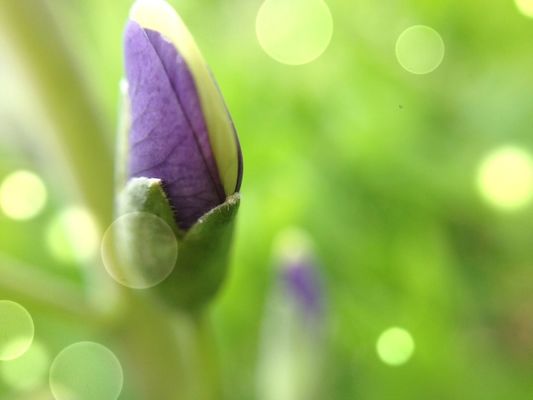 macro nature by CoriJ