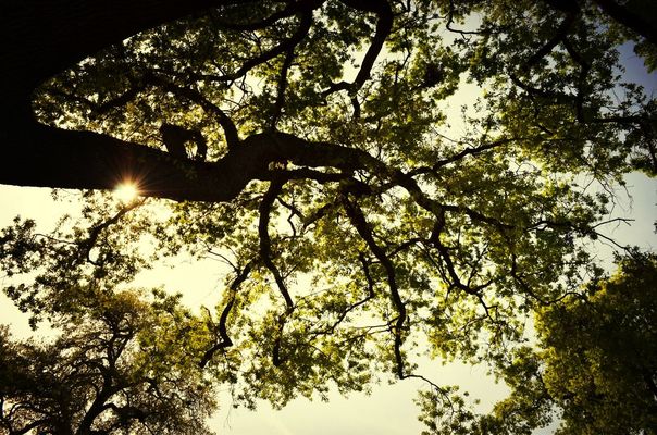Trees by Cyn21