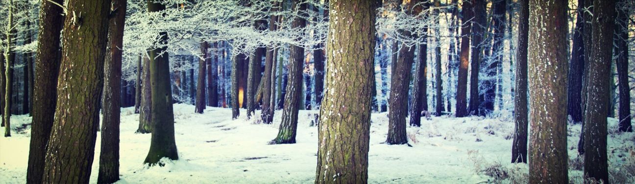 Lost in the woods at Breadsall Priory by Andy