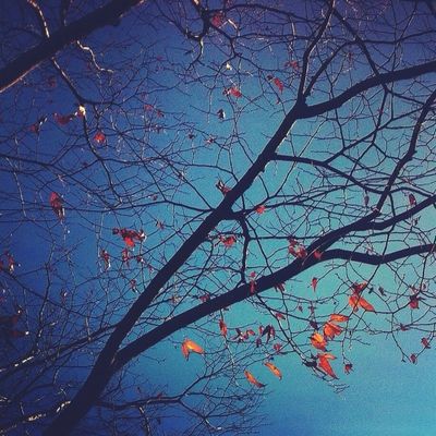  by japlin