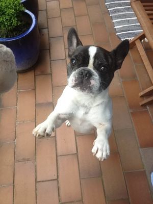 gimme da toy! by Steff