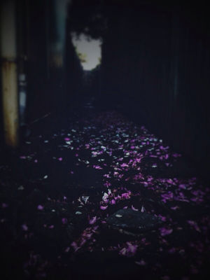 Camperdown by 6.5st