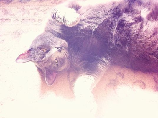 Just being lazy  in West Chester by Lexie Rose