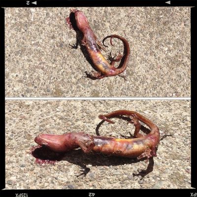 dead at Alameda, CA by Love