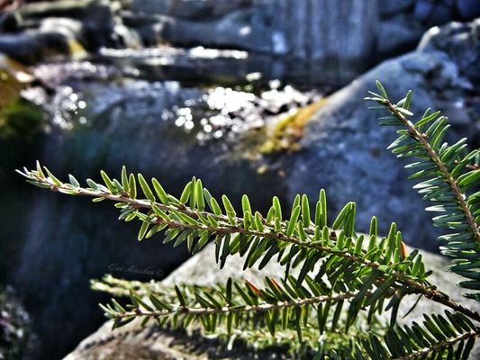 nature_collection by Qué Mazlan