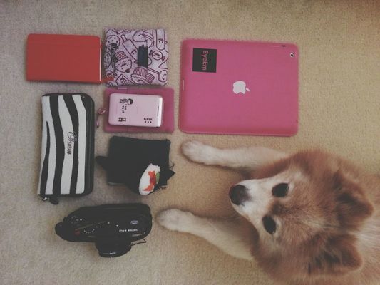 what's in my bag  in Sydney by @emmii